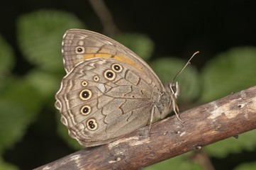 Ringlet (Aphantopus hyperantus) resting, near Lake Kerkini, Greece, Europe