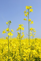 Obraz premium Canola flowers (Brassica napus)