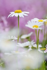 Daisies (Leucanthemum)