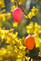 Forsythia (Forsythia x intermedia) with Easter decoration