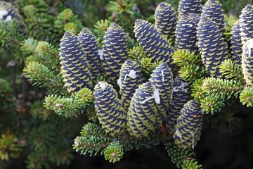 Korean Fir (Abies koreana), conifer branches with cones