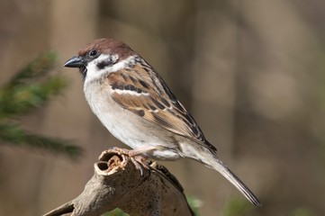 Tree Sparrow (Passer montanus), Untergroeningen, Baden-Wuerttemberg, Germany, Europe