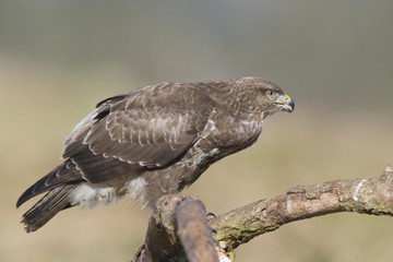 Buzzard (Buteo buteo)