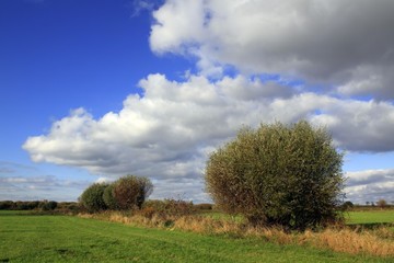 Landscape with pollarded willows (Salix spec.) in autumn, Kluetzer Winkel, Nordwestmecklenburg county, Mecklenburg-Western Pomerania, Germany, Europe