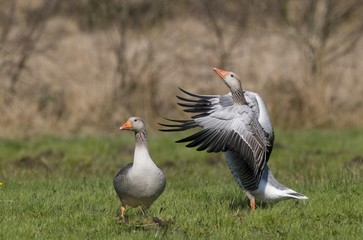Greylag geese (Anser anser)
