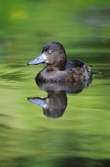 Tufted duck (Aythya fuligula)