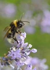Bumlebee (Bombus spec.), Common lavender (Lavandula angustifolia)