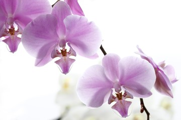 Fototapeta na wymiar Pink Orchids (Orchidaceae)