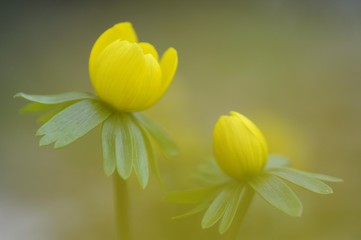Winter Aconite or Wolf's Bane (Eranthis hyemalis)