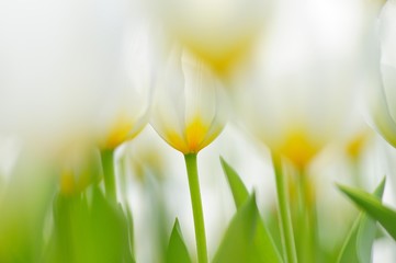 Tulips (Tulipa), white and yellow