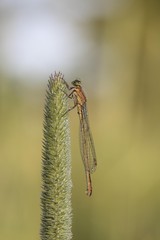 Damselfly (Zygoptera)
