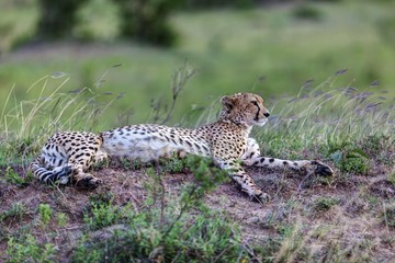Cheetah (Acinonyx jubatus), Maasai Mara National Reserve, Kenya, East Africa, Africa, PublicGround, Africa