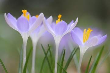 Naklejka premium CrocusWoodland crocus, Tomasini's crocus (Crocus tommasinianus)