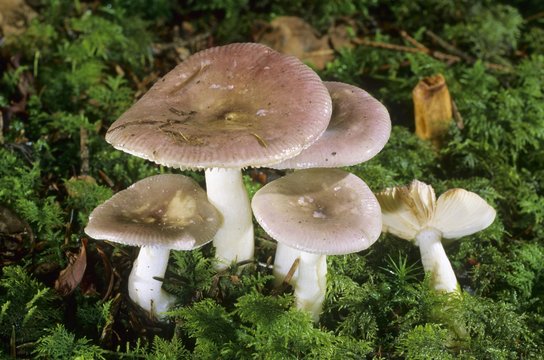 Fragile Brittlegill (Russula fragilis) mushroom