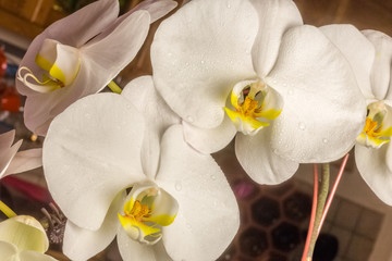 orchidée blanche 