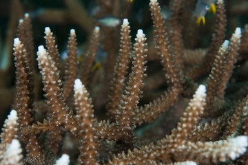 Stone Coral (Acropora sp.), close-up © imageBROKER