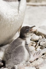 Gentoo penguin (Pygoscelis papua), chick in a zoo