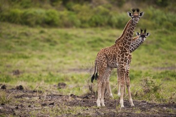 Two unusual giraffes (Giraffa carmeopardalis) looking curious, Arusha National Park, Tanzania, Africa