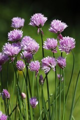 Flowering Chives (Allium schoenoprasum), spice plant