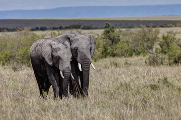 Fototapeta premium Two African Bush Elephants (Loxodonta africana), Masai Mara National Reserve, Kenya, East Africa, Africa, PublicGround, Africa