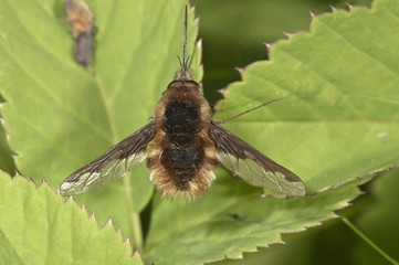 Large bee fly (Bombylius major) basking, Untergroeningen, Baden-Wuerttemberg, Germany, Europe
