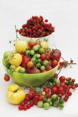 Various tomato varieties