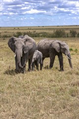 Fototapeta na wymiar Family of African Bush Elephants (Loxodonta africana), Masai Mara National Reserve, Kenya, East Africa, Africa, PublicGround, Africa