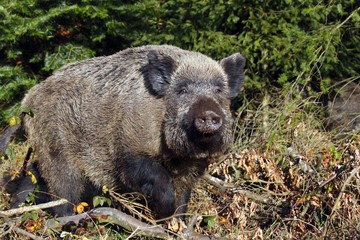 Wild Boar (Sus scrofa), sow in a forest