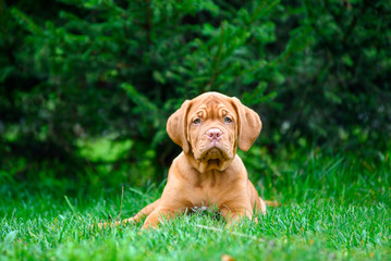 puppy