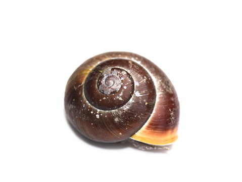 Brown garden snail isolated on white background
