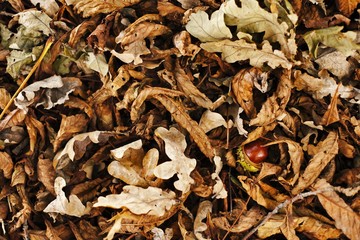 Chestnut amidst autumn foliage