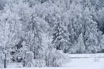 Winterwonderland, winter landscape, trees with hoarfrost on Mt. Irschenberg, Bavaria, Germany, Europe