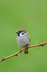 Eurasian Tree Sparrow (Passer montanus)