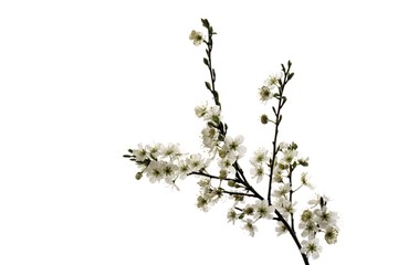 Hawthorn (Crataegus), branch with blossoms