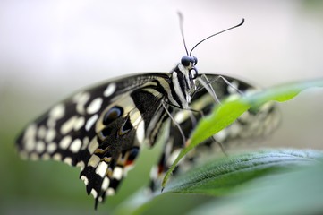 Citrus swallowtail (Papilio demodocus) on a leaf