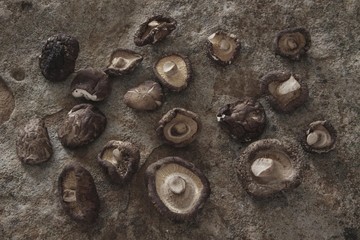 Dried shiitake mushrooms (Lentinula edodes), Japanese medical mushroom on a slab