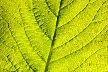 Leaf structure, close-up