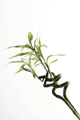 Lucky Bamboo (Dracaena sanderiana)