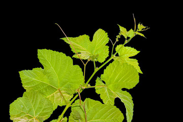  rejet de vigne sur fond noir