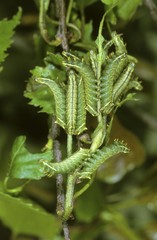 Obraz premium Kentish Glory Moth (Endromis versicolora), group of caterpillars on a small branch of a birch tree