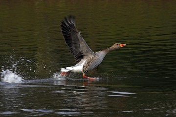 Grey goose, greylag goose (Anser anser) running over water