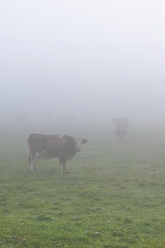 Cows on the pasture in mist, near lake Staffelsee, Seehausen, Murnau, Upper Bavaria, Bavaria, Germany, Europe, PublicGround, Europe