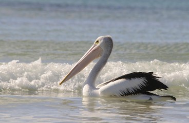 Fototapeta na wymiar Australian pelican (Pelecanus conspicillatus), Kangaroo Island, Australia, Oceania