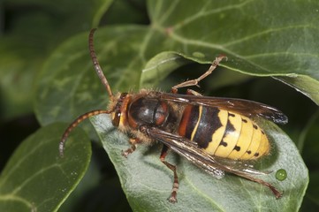 Hornet (Vespa crabro), Untergroeningen, Baden-Wuerttemberg, Germany, Europe