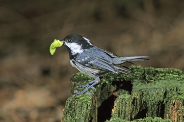 Coal Tit (Parus ater) with food