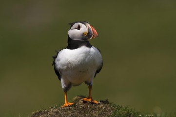 Atlantic Puffin (Fratercula arctica), Treshnish Island, Scotland, United Kingdom, Europe