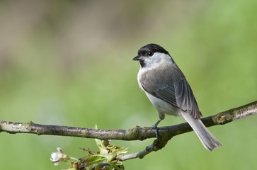 Marsh Tit (Parus palustris), Untergroeningen, Baden-Wuerttemberg, Germany, Europe