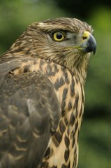 Northern goshawk (Accipiter gentilis), juvenile