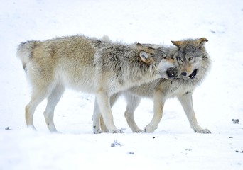 Fototapeta na wymiar Mackenzie Valley Wolf, Alaskan Tundra Wolf or Canadian Timber Wolf (Canis lupus lycaon), two young wolves playing in the snow