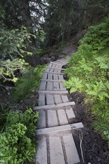 Forest track, boardwalk, Grawa Alm alp, Stubaital valley, Tyrol, Austria, Europe